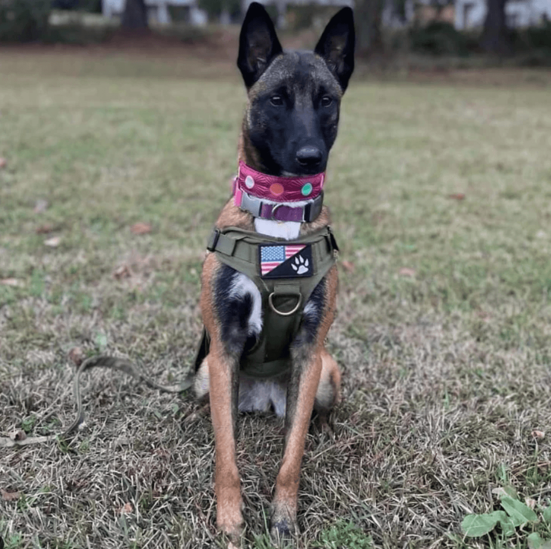 K9 Tactical Patches Beyond Functionality The Stylish Side of Workin