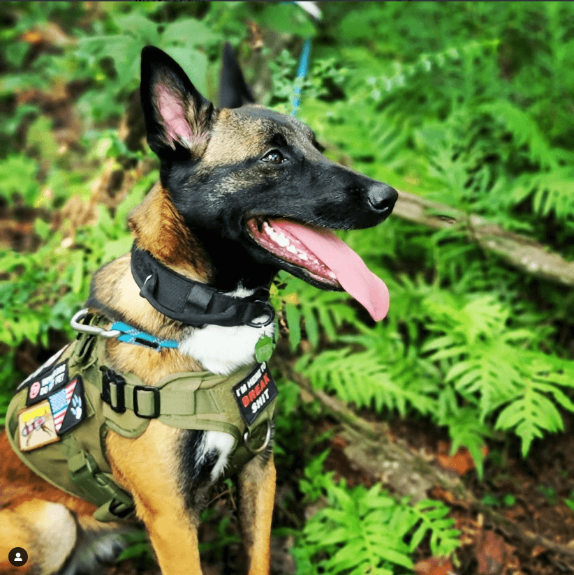 14er K9 Morale Patches (12-Pack)