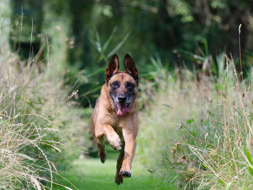 Dog Days of Summer: How to Keep Your K9 Cool & Tactical
