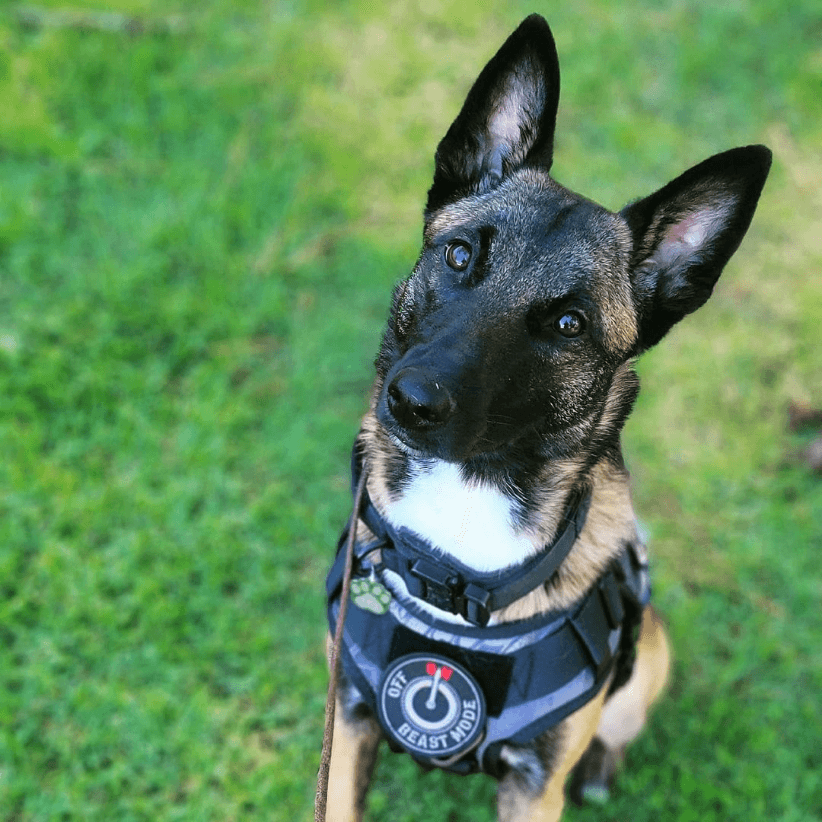 14Er Tactical Service Dog Patches Ask to Pet, Do Not Pet, in Training – KOL  PET