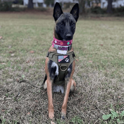 14er Service Dog Patches 12 Pack 14er Tactical